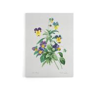 Artery8 Wild Pansy Flower Illustration Redoute Vintage Canvas Wall Art in White | Size: W18" x H24" Artery8 White W18" x H24"