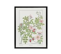 Artery8 Wild Rose Flower Framed Canvas Wall Art Print Vintage Floral Verneuil in White | Size: W18" x H24" Artery8 White W18" x H24"