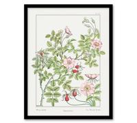 Artery8 Wild Rose Flower Vintage Floral Framed Wall Art Print Verneuil in White | Size: A4 Artery8 White A4