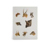 Artery8 Wildlife Animals Vintage Illustration Lydekker Canvas Wall Art in White | Size: W18" x H24" Artery8 White W18" x H24"