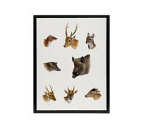 Artery8 Wildlife Animals Vintage Illustration Lydekker Framed Canvas Wall Art in White | Size: W24" x H32" Artery8 White W24" x H32"