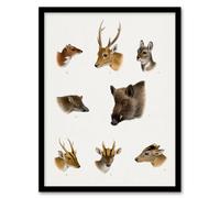 Artery8 Wildlife Animals Vintage Illustration Lydekker Framed Wall Art Print in White | Size: A4 Artery8 White A4