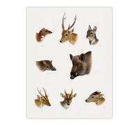 Artery8 Wildlife Animals Vintage Illustration Lydekker Wall Art Poster Print in White | Size: W18" x H24" Artery8 White W18" x H24"