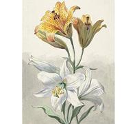 Artery8 Willem Van Leen Yellow And White Lilies Still Life Premium Wall Art Canvas Print 18X24 Inch