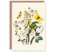 Artery8 William Forsell Kirby Art Card Caterpillars and Butterflies