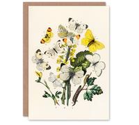 Artery8 William Forsell Kirby Art Card Caterpillars and Butterflies