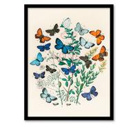 Artery8 William Forsell Kirby Framed Wall Art Blue & Orange Butterflies in White | Size: A4 Artery8 White A4