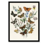 Artery8 William Forsell Kirby Framed Wall Art Butterflies And Caterpillars - A3 Size