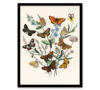 Artery8 William Forsell Kirby Framed Wall Art Butterflies & Caterpillars in White | Size: A4 Artery8 White A4