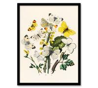 Artery8 William Forsell Kirby Framed Wall Art Caterpillars & Butterflies in White | Size: A4 Artery8 White A4