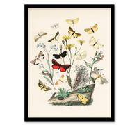 Artery8 William Forsell Kirby Framed Wall Art Small Butterflies Caterpillars in White | Size: A4 Artery8 White A4