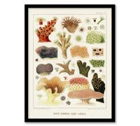 Artery8 William S Kent Framed Wall Art Great Barrier Reef Corals Illustration - A3 Size