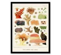 Artery8 William S Kent Framed Wall Art Great Barrier Reef Corals Illustration in White | Size: A4 Artery8 White A4
