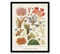Artery8 William S Kent Framed Wall Art Great Barrier Reef Of Australia Corals - A4 Size