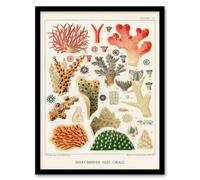 Artery8 William S Kent Framed Wall Art Great Barrier Reef of Australia Corals in White | Size: A3 Artery8 White A3