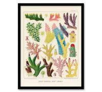 Artery8 William Saville Kent Framed Wall Art Print Great Barrier Reef Corals in Beige | Size: A3 Artery8 Beige A3