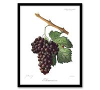 Artery8 Wine Grapes Mourvaison Ampelography Framed Wall Art Print 18X24 Inch Artwork By Troncy : Wine And Grape Illustration Suited For Kitchen Bar Or Dining Wall With Vintage Vineyard Charm