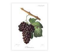 Artery8 Wine Grapes Mourvaison Ampelography XL Wall Art Poster Print 24X32 Artwork By Troncy : Wine And Grape Illustration Suited For Kitchen Bar Or Dining Wall With Vintage Vineyard Charm