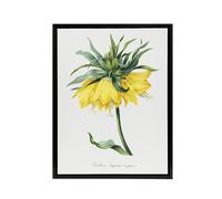 Artery8 Yellow Crown Imperial Flower Redoute Black Framed Canvas Wall Art in White | Size: W18" x H24" Artery8 White W18" x H24"