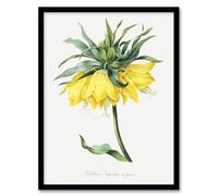 Artery8 Yellow Crown Imperial Flower Wall Art Print Framed Poster 12x16 inch Artwork By Redoute : Regal Stem Image Ideal For Creating Vibrant Energy In Stylish Living Room Decor