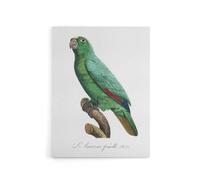 Artery8 Yellow Crowned Amazon Parrot Levaillant Canvas Wall Art Print in White | Size: W18" x H24" Artery8 White W18" x H24"