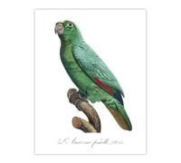 Artery8 Yellow Crowned Amazon Parrot Levaillant Wall Art Poster Print in White | Size: W12" x H16" Artery8 White W12" x H16"