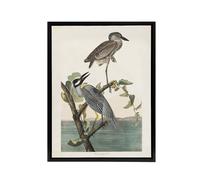 Artery8 Yellow Crowned Heron Audubon Nature Black Framed Canvas Wall Art in White | Size: W24" x H32" Artery8 White W24" x H32"