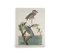Artery8 Yellow Crowned Heron Audubon Nature Canvas Wall Art in White | Size: W18" x H24" Artery8 White W18" x H24"