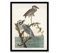 Artery8 Yellow Crowned Heron Audubon Nature Framed Wall Art Print in White | Size: W12" x H16" Artery8 White W12" x H16"