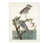 Artery8 Yellow Crowned Heron XL Extra Large Wall Art Poster Print 24X32 Artwork By Audubon : Tranquil Coastal Artwork Bringing Timeless Warmth And Calm To Hallway Or Lounge Décor