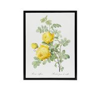 Artery8 Yellow Rose Botanical Redoute Vintage Black Framed Canvas Wall Art in White | Size: W12" x H16" Artery8 White W12" x H16"