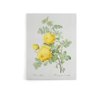 Artery8 Yellow Rose Botanical Redoute Vintage Canvas Wall Art in White | Size: W24" x H32" Artery8 White W24" x H32"