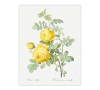 Artery8 Yellow Rose Botanical Redoute Vintage Wall Art Print Poster in White | Size: W24" x H32" Artery8 White W24" x H32"