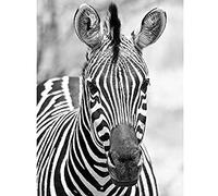Artery8 Zebra Animal Black White Photo Unframed Wall Art Print Poster Home Decor Premium