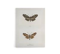 Artery8 Zebra Longwing Butterfly Sherman Denton Canvas Wall Art Print in White | Size: W18" x H24" Artery8 White W18" x H24"
