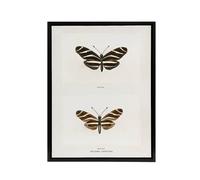 Artery8 Zebra Longwing Butterfly Sherman Denton Framed Canvas Wall Art Print in White | Size: W24" x H32" Artery8 White W24" x H32"