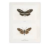 Artery8 Zebra Longwing Butterfly Sherman Denton Wall Art Poster Print in White | Size: W18" x H24" Artery8 White W18" x H24"