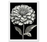Artery8 Zinnia Flower Bloom Black and White Illustration Artwork Framed Wall Art Print A4