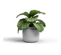 Artevasi Astrea Pot, Flowerpot, decorative pot, Handmade Ceramic, Color Light Grey, 20cm