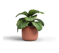 Artevasi Astrea Pot, Flowerpot, decorative pot, Handmade Ceramic, Color Terracotta, 20cm