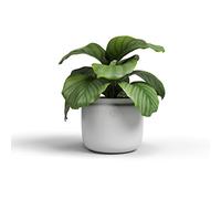 Artevasi Astrea Pot, Flowerpot, decorative pot, Handmade Ceramic, Color White, 20cm