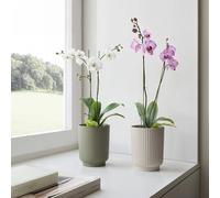 Artevasi Miami 12.5 cm Cream-Modern Flower Pot with Matte Surface Made of Recycled Plastic-Ideal for Indoor Use and Orchids, 12,5cm