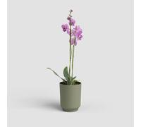 Artevasi Miami 12.5 cm White Green-Modern Flower Pot with Matte Surface Made of Recycled Plastic-Ideal for Indoor Use and Orchids, 12,5cm
