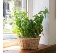 Arthur Cameron - Oval Wicker Basket Tabletop Planter - Handwoven Plant Pot and Decorative Home Accessories (Natural, Small)