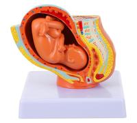 Artibetter Display Uterine Fetus Model Nine-months Female Pregnancy Embryo Teaching Model with Realistic Pvc Material for Physiology Education and Health Schools