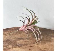 Artificial Air Plant, Realistic Green Purple Faux Succulent Houseplant, Fake Tillandsia Air Plant Stem, Artifical Houseplants