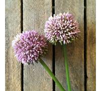 Artificial Allium Stem, Faux Pink Allium Flower Stem, Purple Allium Flower Head with Green Stem, Wild Flowers, Artifical Flowers, Purple Flower, Pink Flower