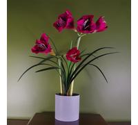 Leaf Artificial Amarylis Flowering Plant Pink