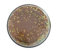 Artificial baits Berkley PowerBait® Natural Marron TU