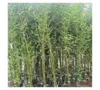 Artificial Bamboo Privacy Screen, 8ft Removable Faux Bamboo Plants for Indoor Outdoor Use, Waterproof UV Resistant with Iron Pole and Plastic Leaves